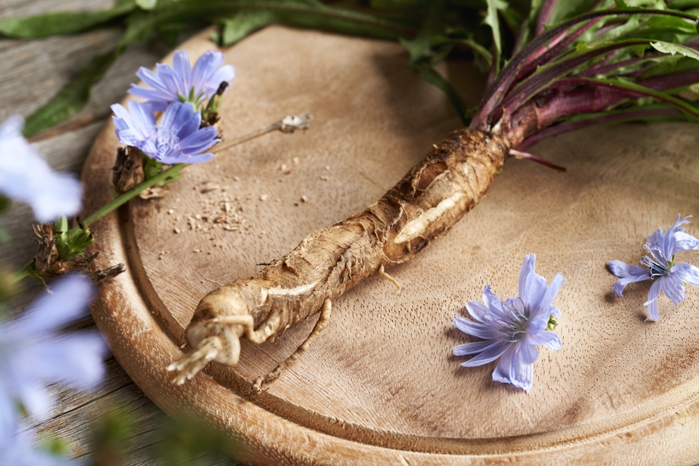 Hình ảnh cây bồ công anh tím (chicory) đang nở hoa tím tươi đẹp